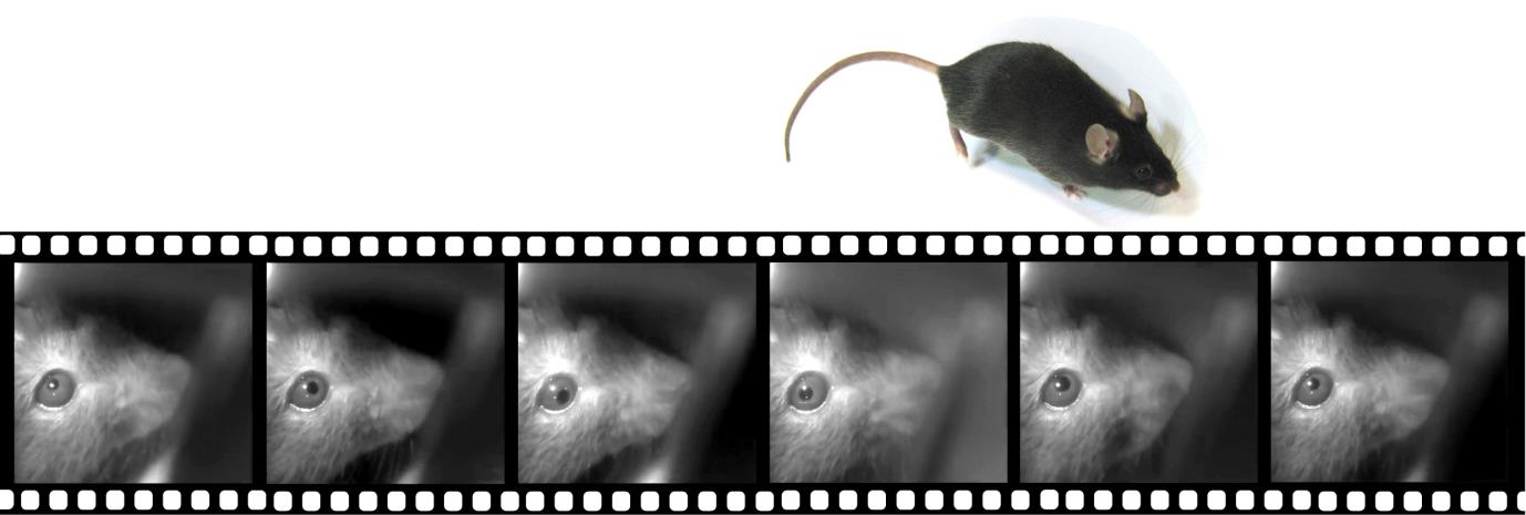 filmstrip mouse